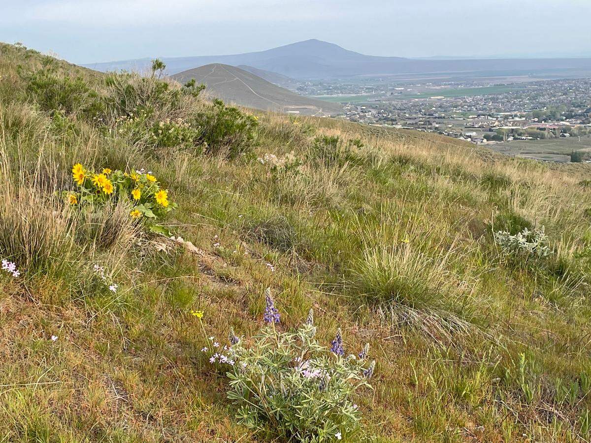 Sweeping views of West Richland, Candy Mountain and Rattlesnake Mountain in the distance can be seen from the Skyline Trail hike on Badger Mountain.
