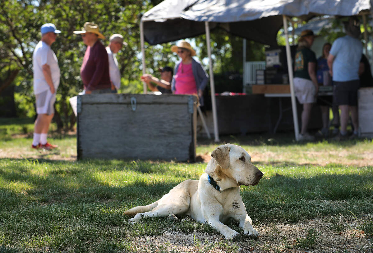 Olllie, the farm dog at Ray French Orchard, relaxes in the shade during the hustle and bustle of opening day at the u-pick for cherries at the Richland business.