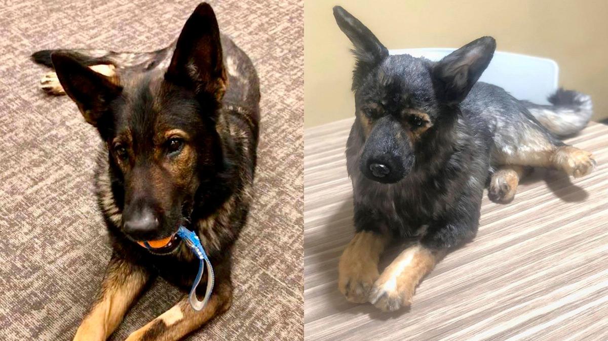 A Pasco family put together a tribute for Pasco police’s K9 Lemon. The dog died in the beginning of December after months of health issues. The family bought a stuffed version from Cuddle Clones.