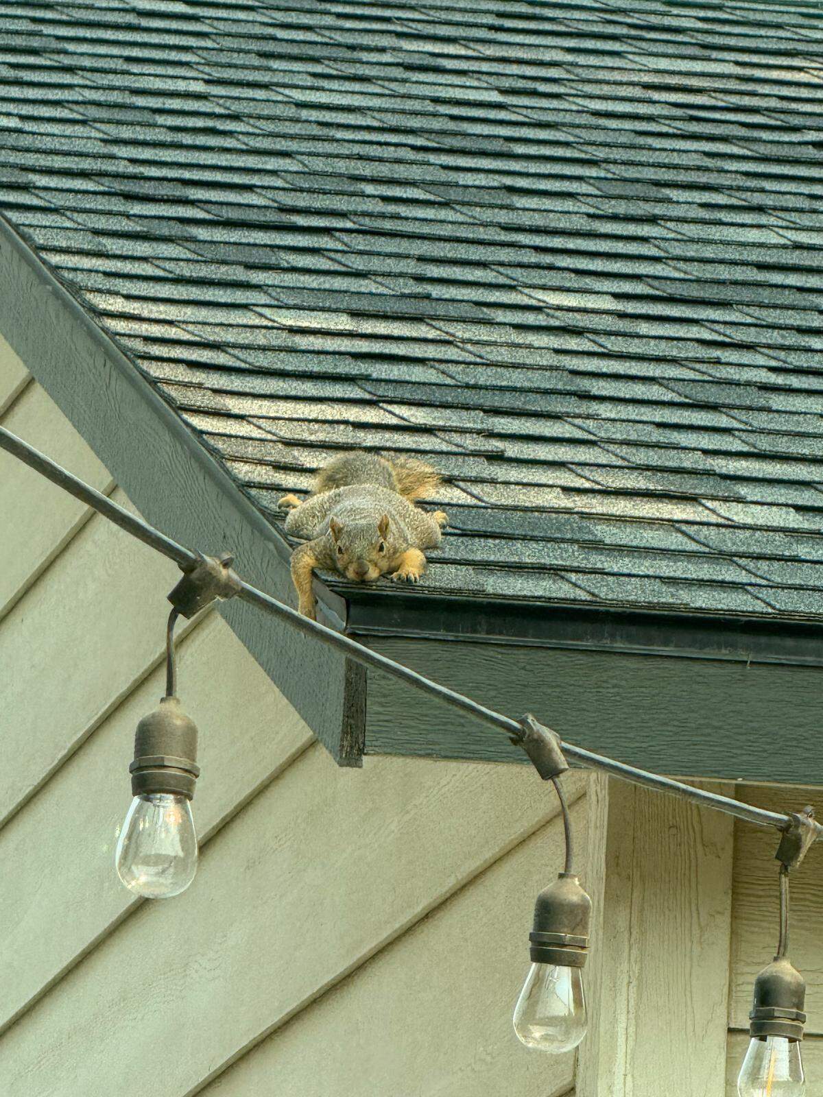 The hot temperatures even have squirrels “splooting” to try and cool off in Kennewick.