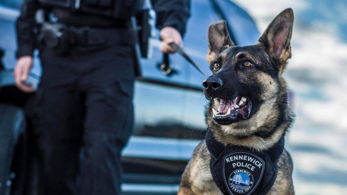 Kennewick Police K9 Ivan was sent into a house to help officers find and arrest a domestic violence suspect.