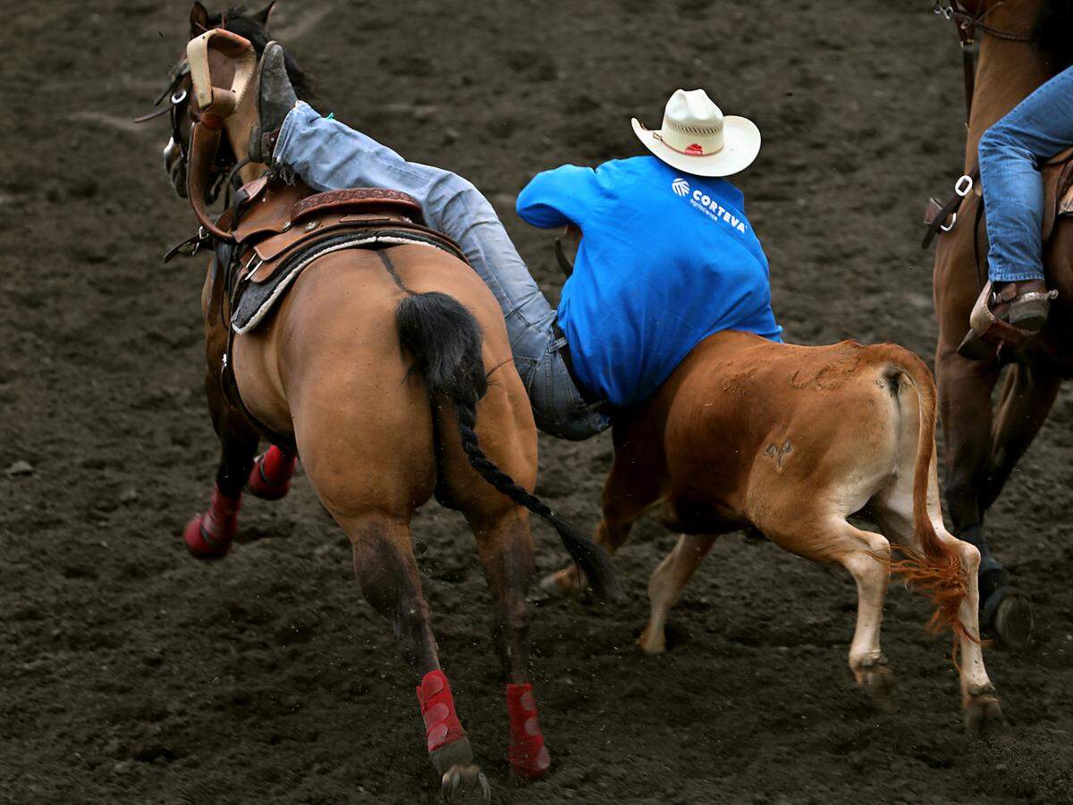 Cowboy Ty Erickson of Helena, MT slides out of the saddle onto a running steer during his slack time run of the steer wrestling event at the 2023 Horse Heaven Round-Up Rodeo in Kennewick.