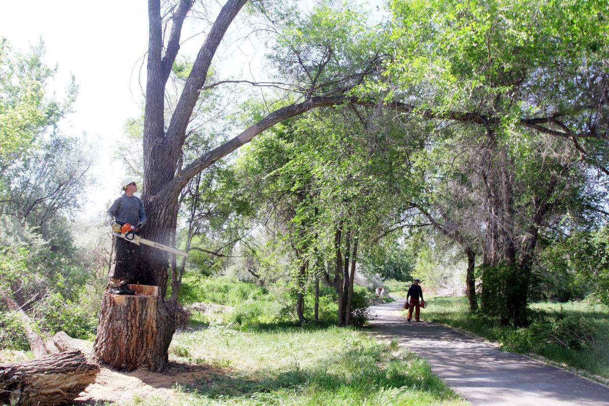 The city of Kennnewick crews plan to trim some trees as part of a safety improvement plan for Zintel Canyon.