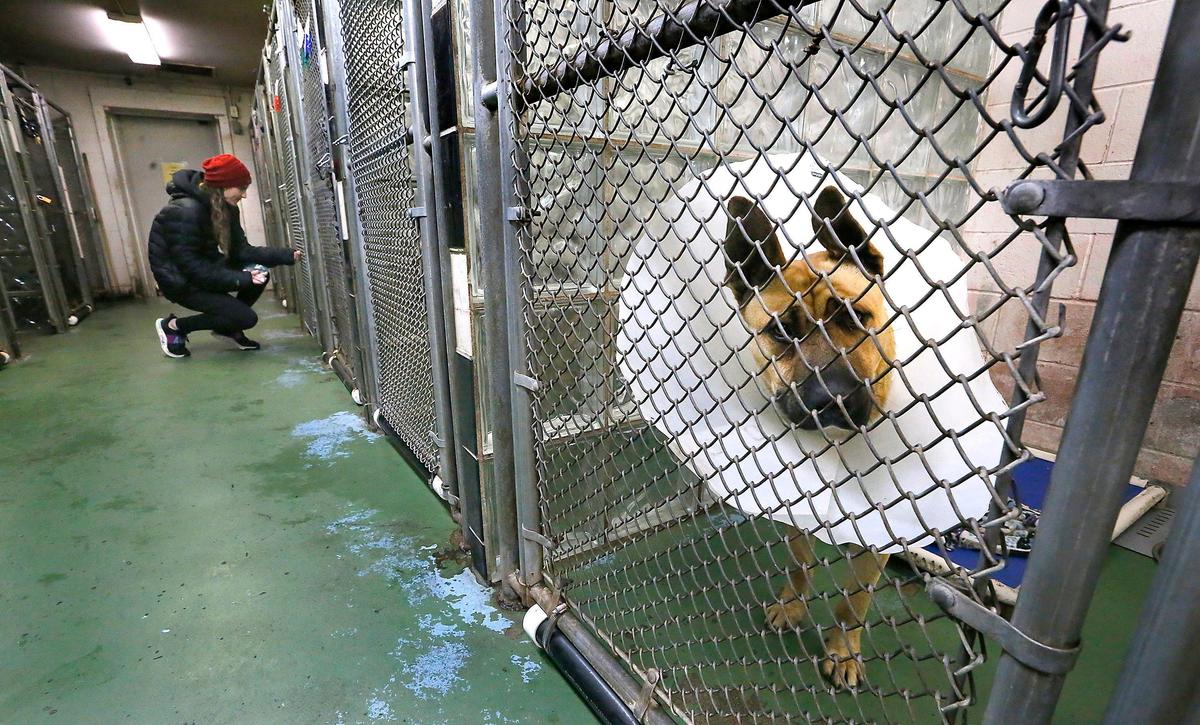 Volunteer Julie Webb gives treats to dogs at the Tri-Cities Animal Shelter in Pasco, as Sampson, a German shepherd mix, waits in his kennel. Webb is leading the rally of city officials and community members to replace the aging facility. Watch a video at: tricityherald.com/videos