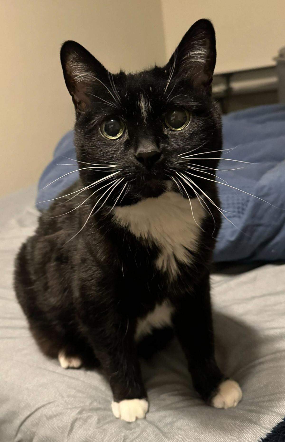 This 17-year-old Tuxedo cat, The Duchess Moo Moo McMoomerson III (or Moo), belongs to the Tri-City Herald’s own editor/reporter, Cory McCoy.