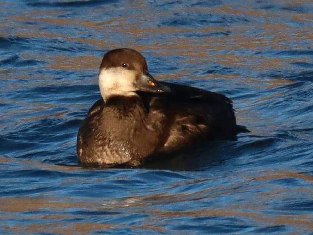 This female duck was a rare find in the Tri-Cities.