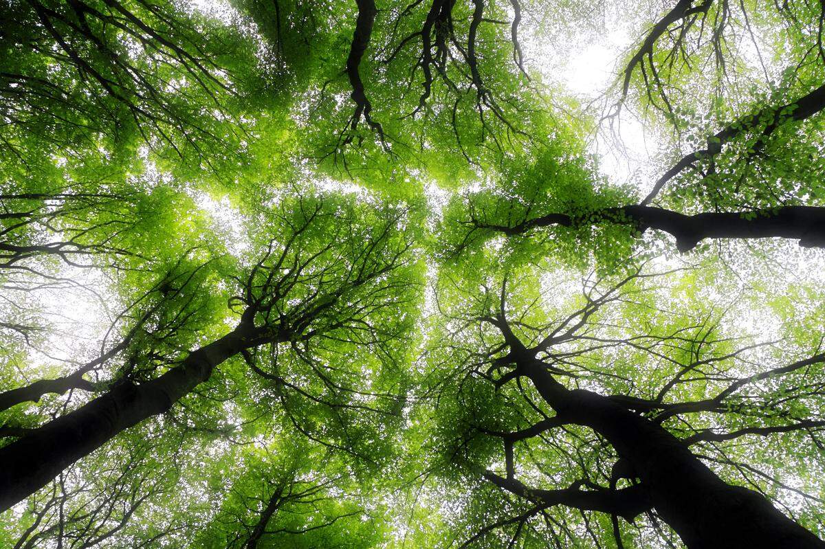 A new study of forests by PNNL researchers has revealed a shift toward younger and shorter trees as a result of global environmental changes, especially rising temperatures.