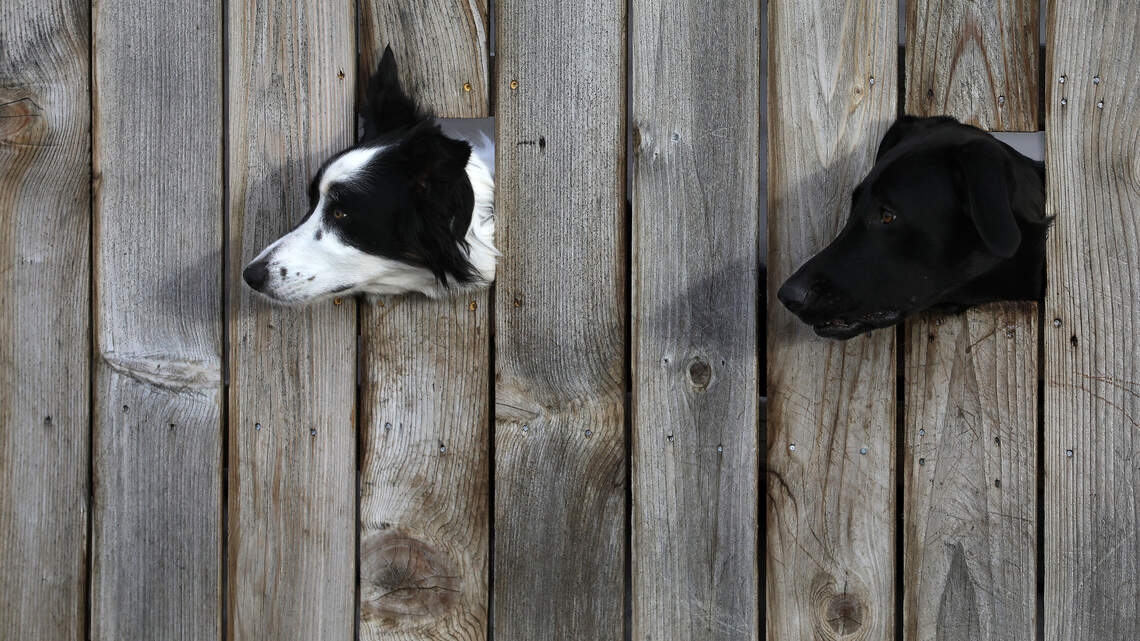 We’re looking for the cutest dog in Tri-Cities. Here’s how you can submit yours for voting