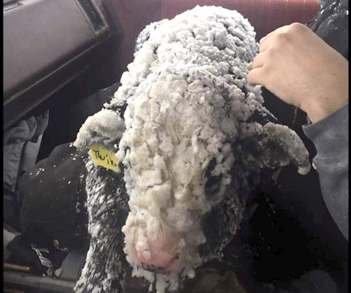 One of the calves rescued from blizzard conditions in Ephrata, Wash., on Feb. 9, as a winter storm blanketed much of the state.