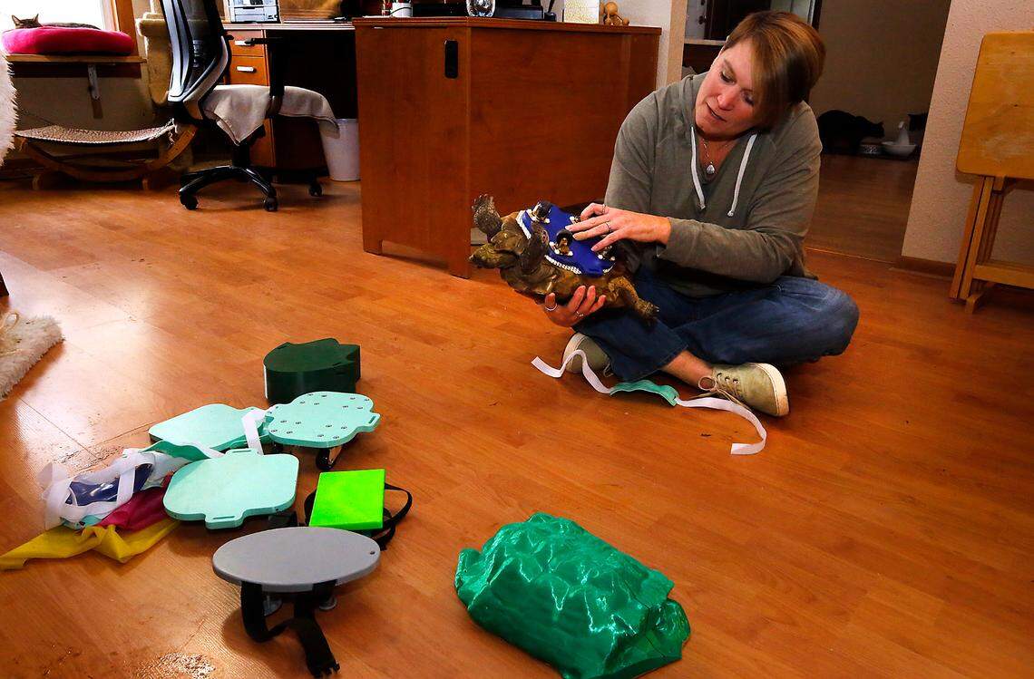 Terese Meyer attaches a mobility device recently designed and created by a group of WSU engineering students to Minty, a gopher tortoise, that is helping the injured reptile gain strength and get around on her own.