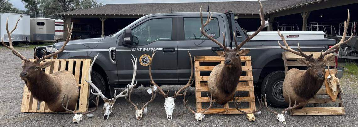 Eleven taxidermy mounts of bull elk and mule deer elk were seized in an investigation of poaching in Eastern Montana. Eight of the mounts were seized in the Tri-Cities, Wash., area.