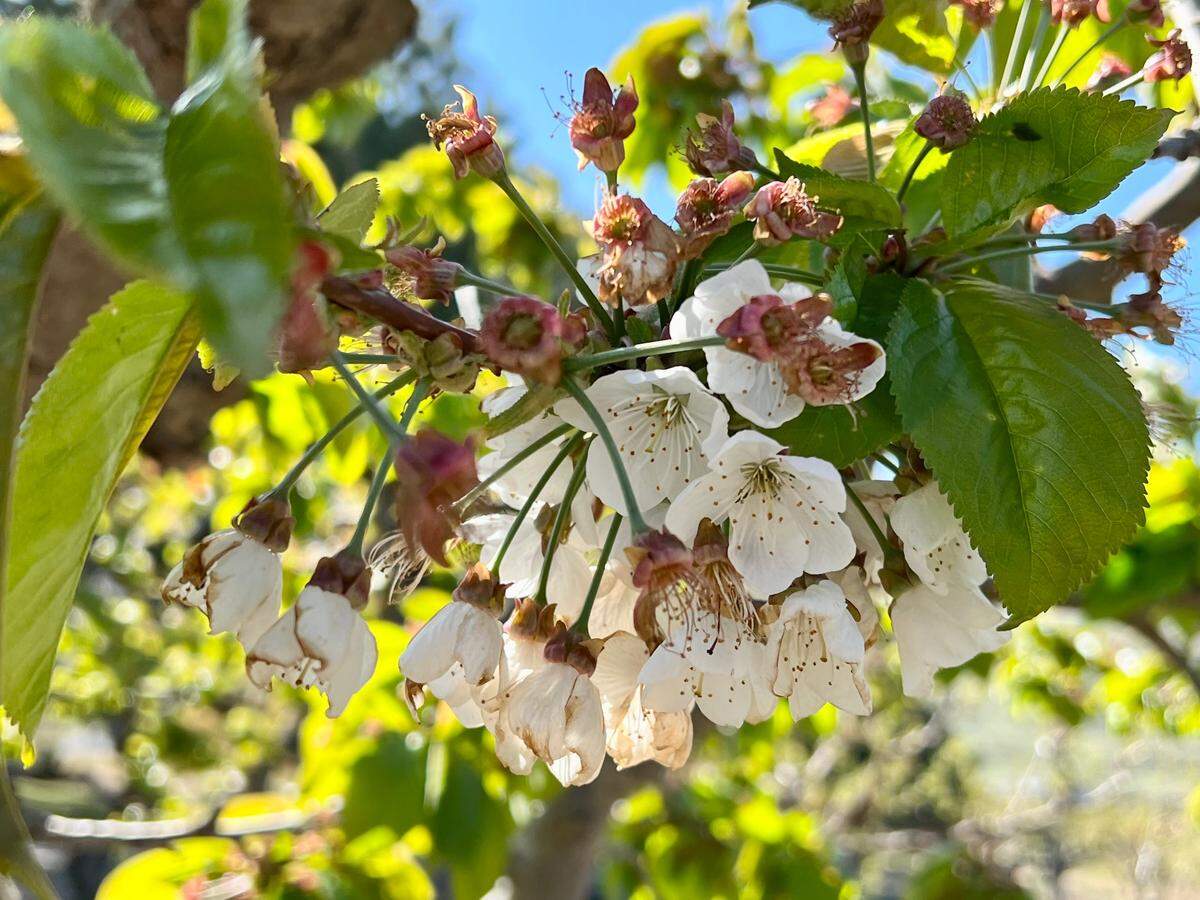 Flowers and buds on a cherry tree are beginning to bloom at Ray French Orchard in Richland on April 22, 2022. A prolonged cold snap in April is likely to have had a negative impact the earliest blooms this year.