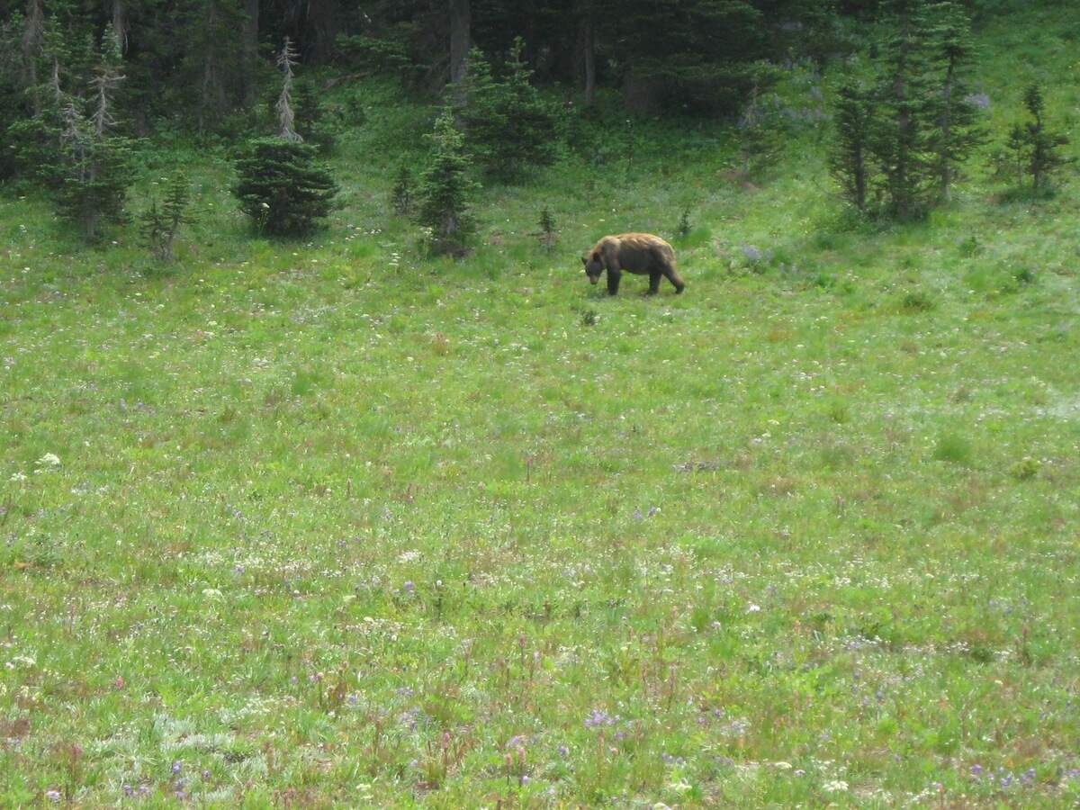 “The bear picture is one I took about a mile from Sunrise,” said Lee Walter.