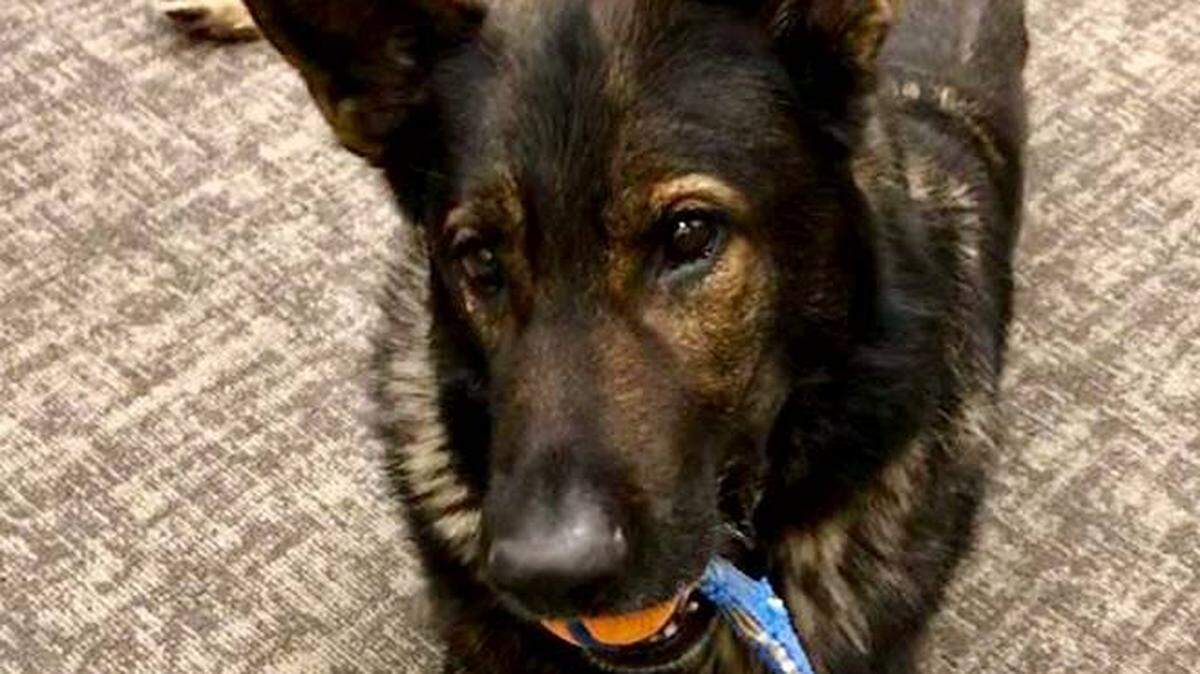 Lemon, a Pasco police dog, is recovering from emergency surgery this week.