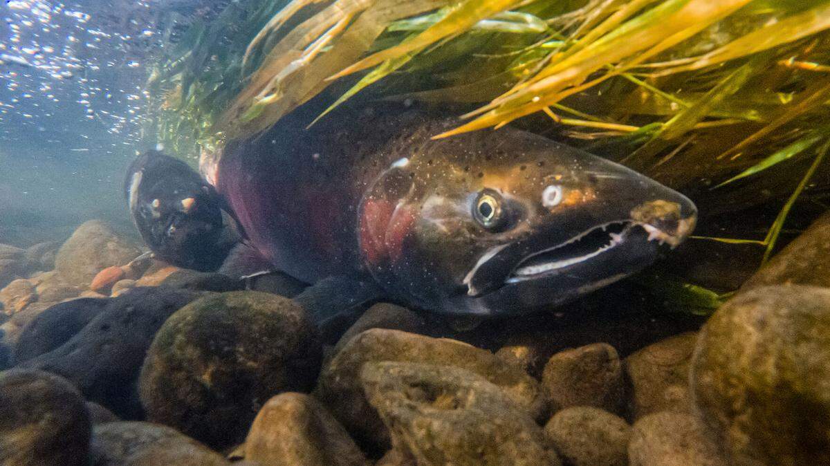 Male coho salmon hang out in Lapwai Creek on Thursday as they wait for females to spawn with. About 18,300 adult coho returning from the Pacific Ocean have passed Lower Granite Dam on the Snake River west of Lewiston this fall. Coho in the Snake River Basin were declared extinct in the 1980s but a decades-long effort by the Nez Perce Tribe has revived the run. The fish now provide annual tribal and nontribal fishing opportunities.