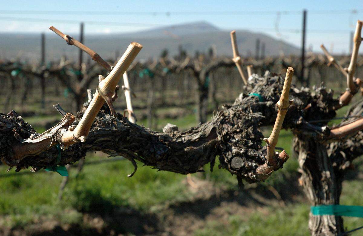 Vineyards on Red Mountain near Benton City and throughout Washington wine country are beginning to awaken from winter.