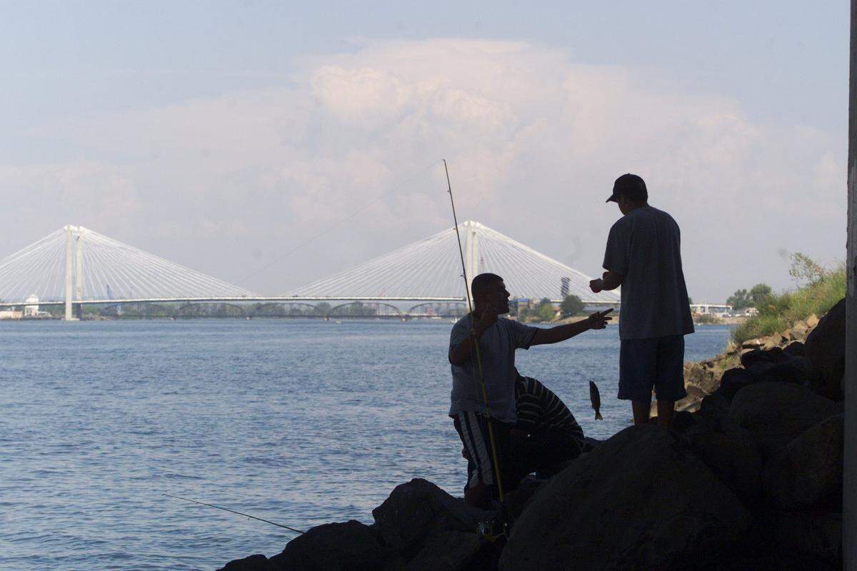 Anglers cannot keep sockeye caught in the Columbia River in the Tri-City area starting Aug. 6 as the sockeye wait for cooler water in the Yakima River.