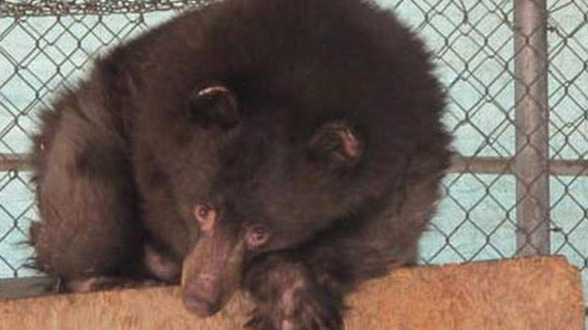 Cinder is returning home to Washington after almost a year of recovery.