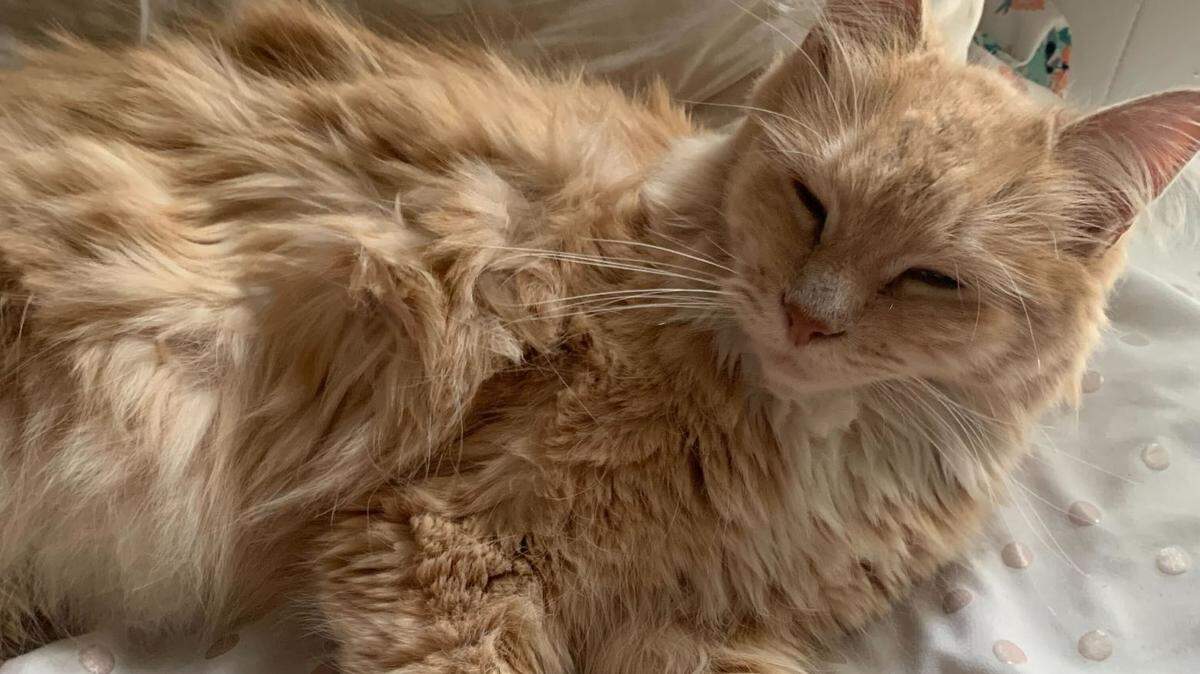 “Honey” is the 3-year-old cream-colored Maine Coon mix of Herald reporter Karlee Van De Venter.