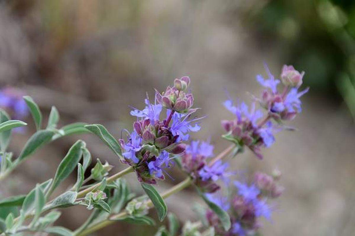 Purple sage can be seen now near the top of Badger Mountain on the Skyline Trail.