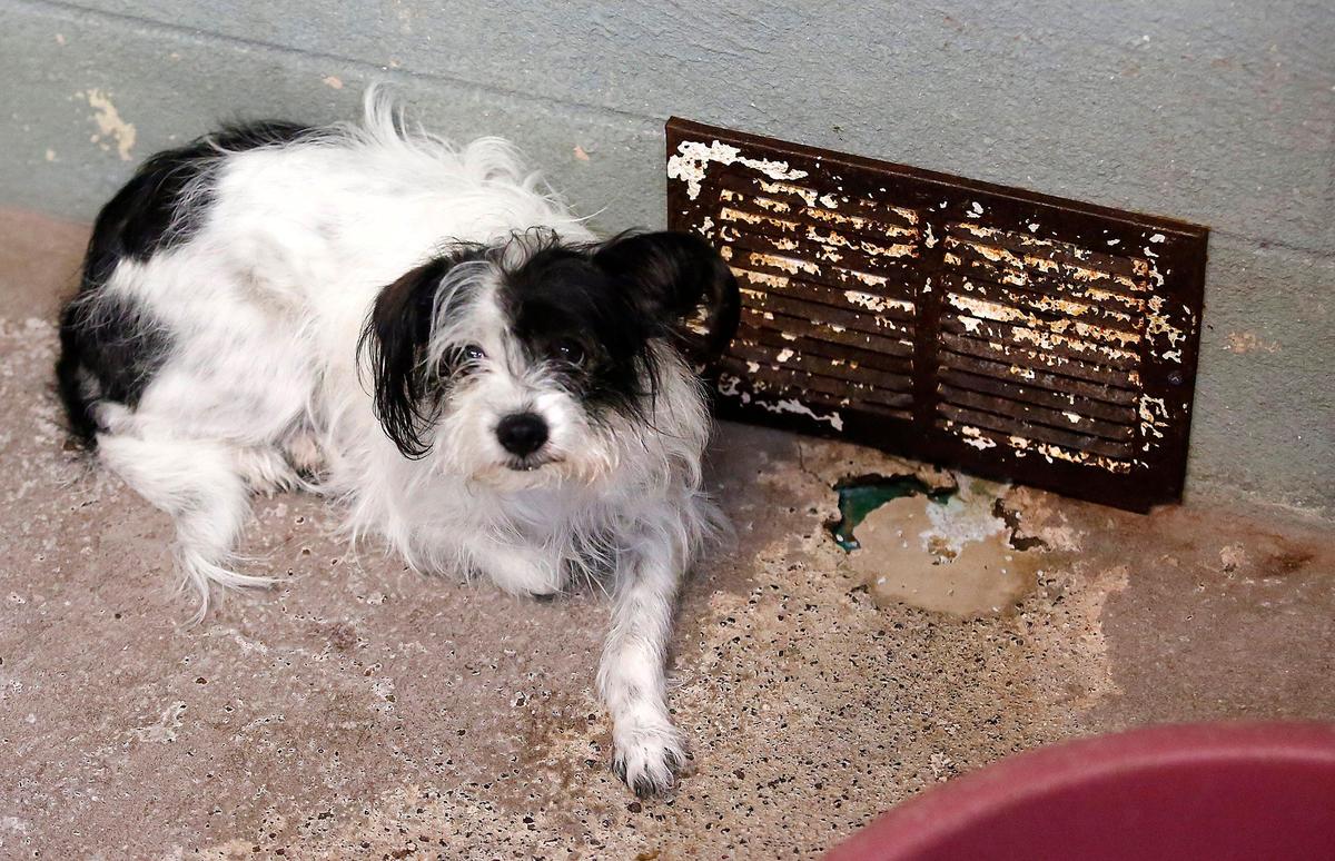 Maddie, a timid Terrier mix, lies on the concrete floor in the puppy room next to a rusty vent cover at the Tri-Cities Animal Shelter in Pasco. Volunteer Julie Webb is leading efforts to replace the aging facility. Watch a video at: tricityherald.com/videos.