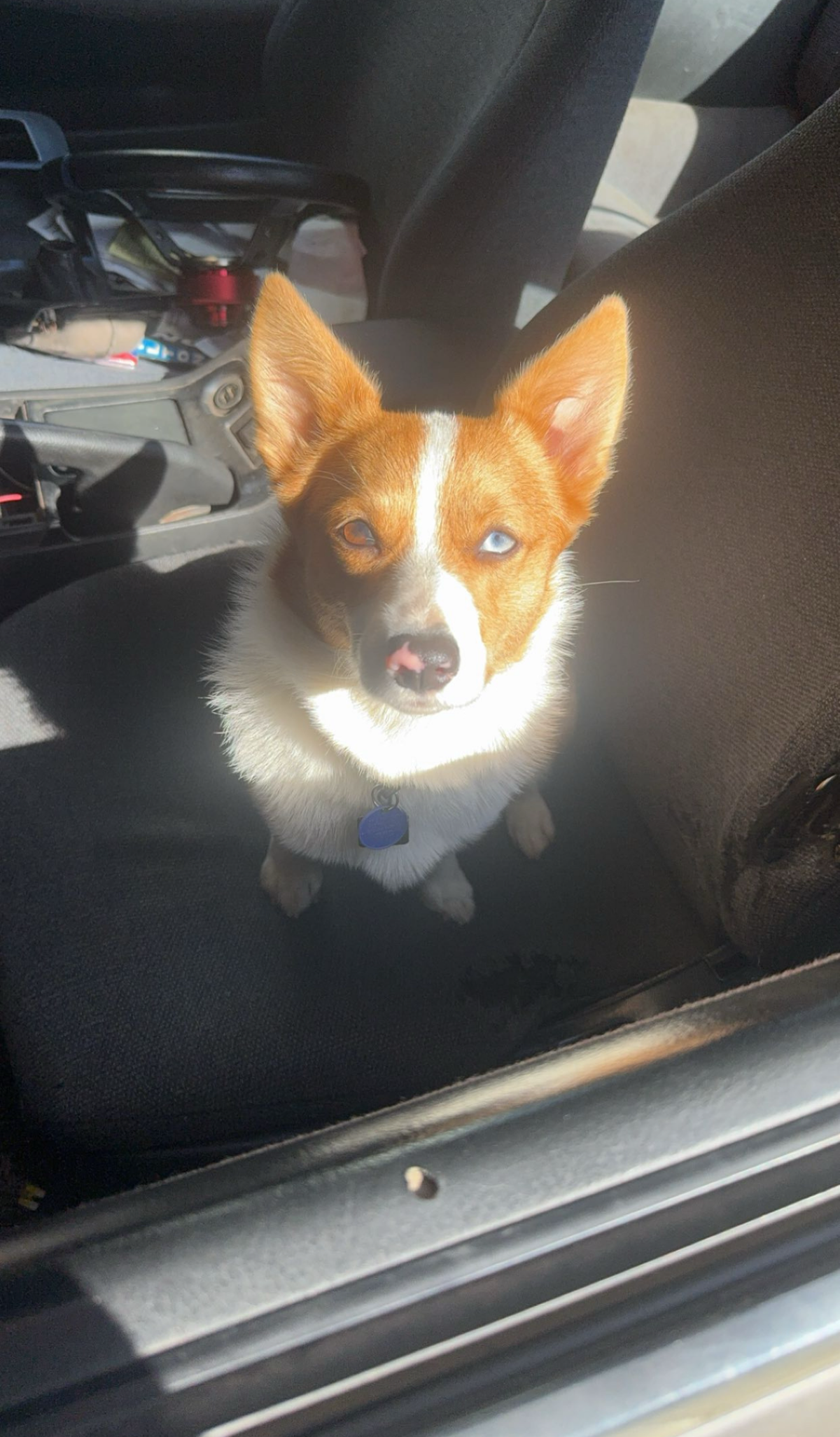 Maple will go on road trips with her owner, ready for any adventure.