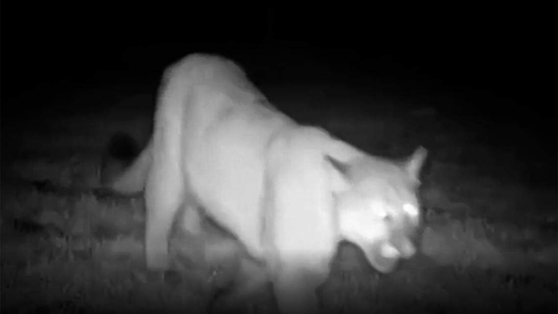 Spring cougar sighting near Tri-Cities. Rural Benton County resident catches it on video