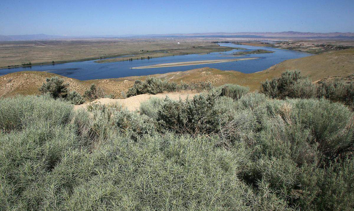 The islands and the river banks of the Columbia River in the Hanford Reach National Monument near the Tri-Cities have most of the remaining populations of Columbia yellowcress.