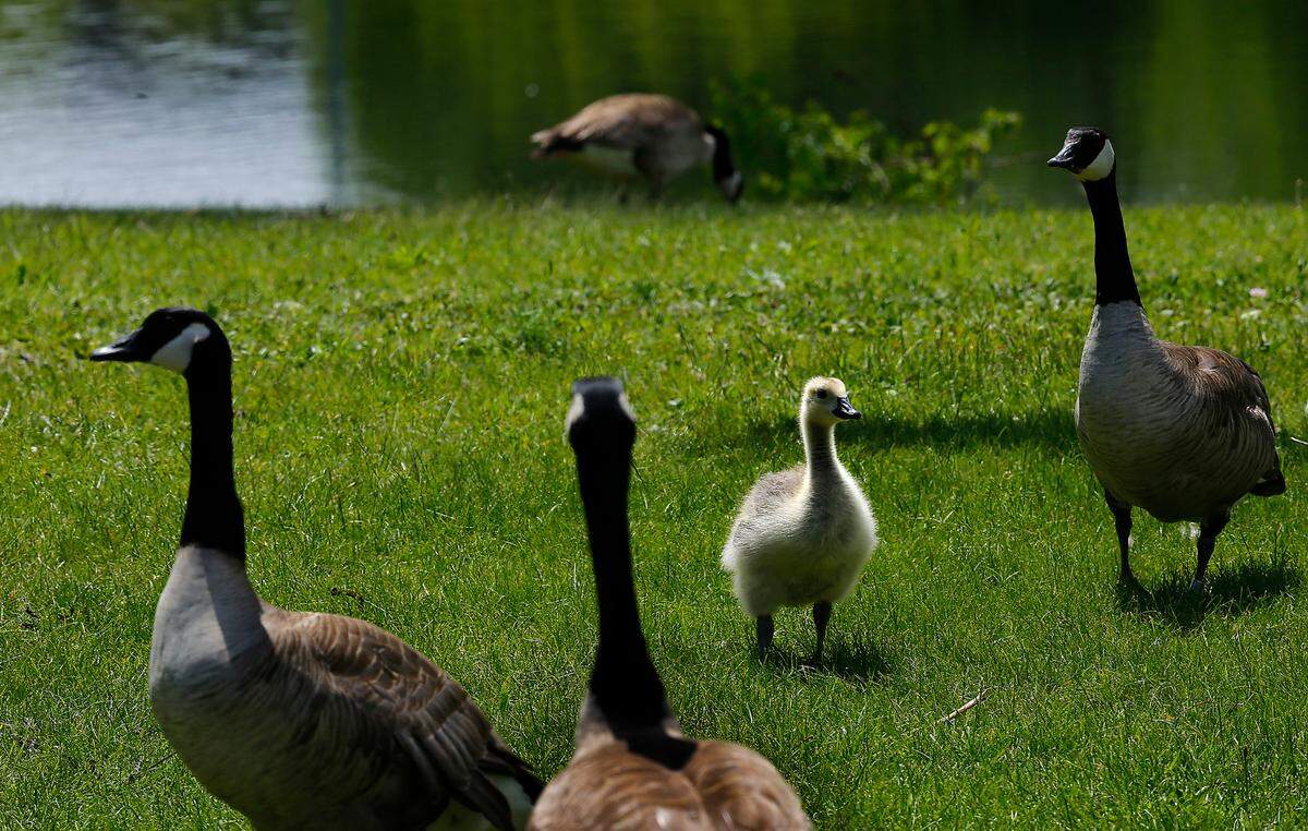 A gosling joins mature Canada geese feeding on the grass near the Columbia Park fishing pond in Kennewick. Two goslings there tested positive for avian flu, and other goslings are sick.
