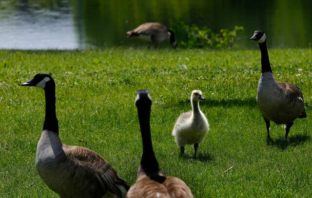 5 possible avian flu cases in Kennewick, Richland birds | Tri-City Herald