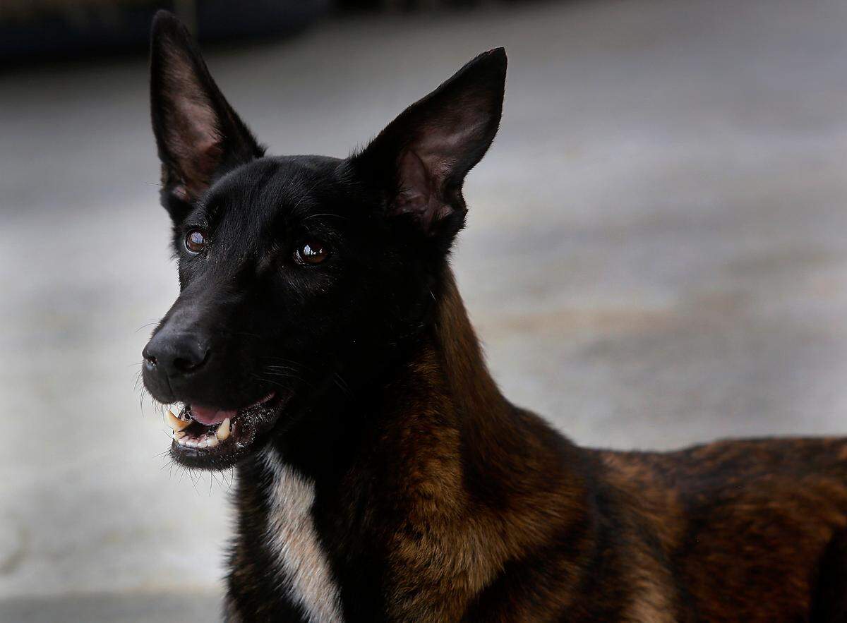 An emciated Belgian Malinois found wandering near Pasco High School is gaining weight and strength while being cared for by Mary Matttox of Mattox Dog Training Academy near Elotopia. The dog, estimated at 2 years of age, weighted only 21 pounds when found has gained five pounds while being cared for at the foster home. They have named her Ahsoka.