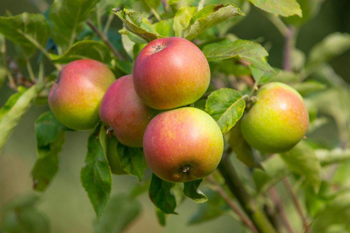 Officials say that while there will be plenty of fruit to harvest, growers are concerned about having enough labor.