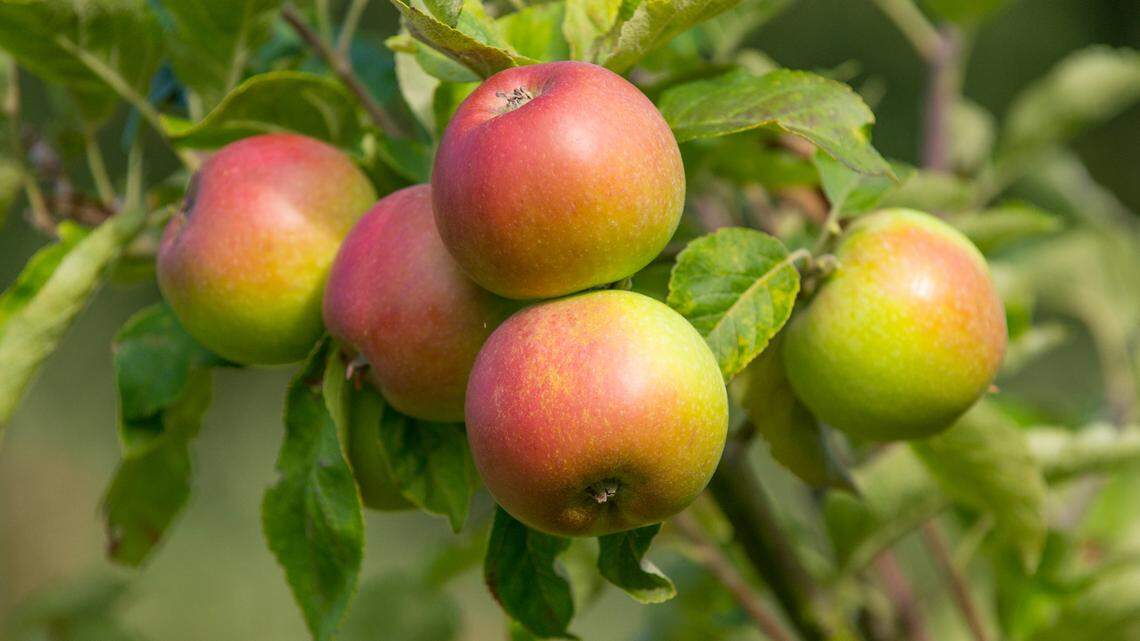 Tree Top, which makes apple juice among other products, is being sued over allegations it has not paid workers in Prosser, Selah and Wenatchee, Wash., all the wages they were owed.