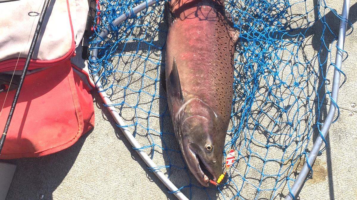 Late-run upriver bright fall Chinook typically retain good flesh quality until the latter part of the season.