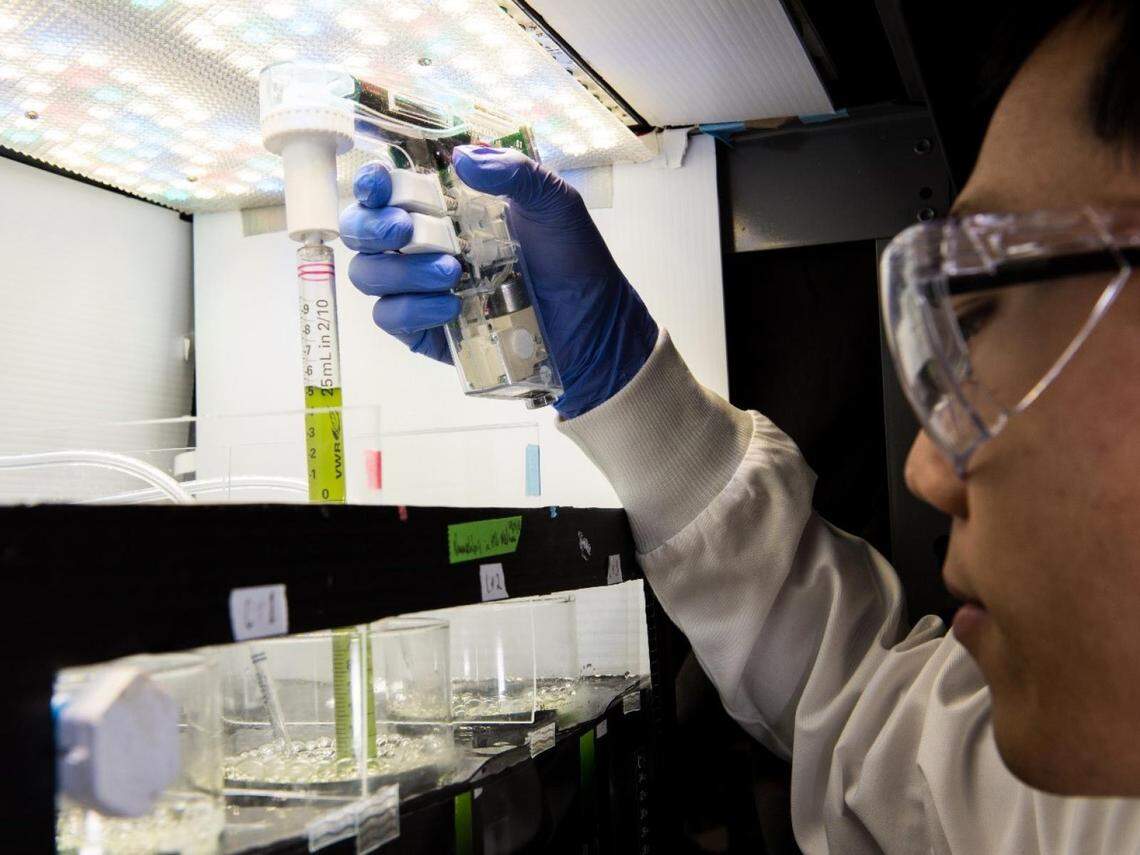 PNNL researcher Song Gao is among the biofuels and biotechnology experts joining forces to investigate algae strains that could lead to sustainable and clean biofuel produced from algae as part of the Development of Integrated Screening, Cultivar Optimization and Verification Research Consortium project – known as DISCOVR.  