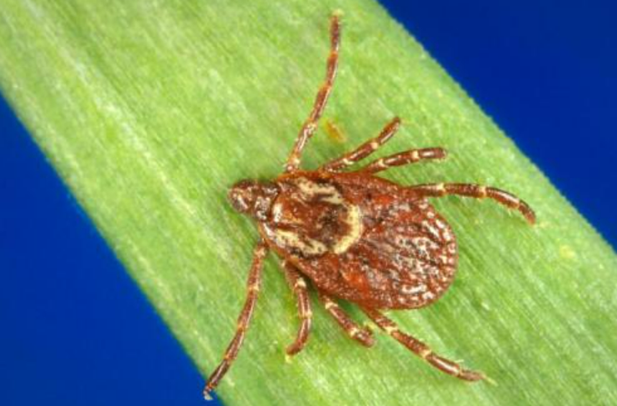 Western dog ticks are one species found in the Tri-Cities area.