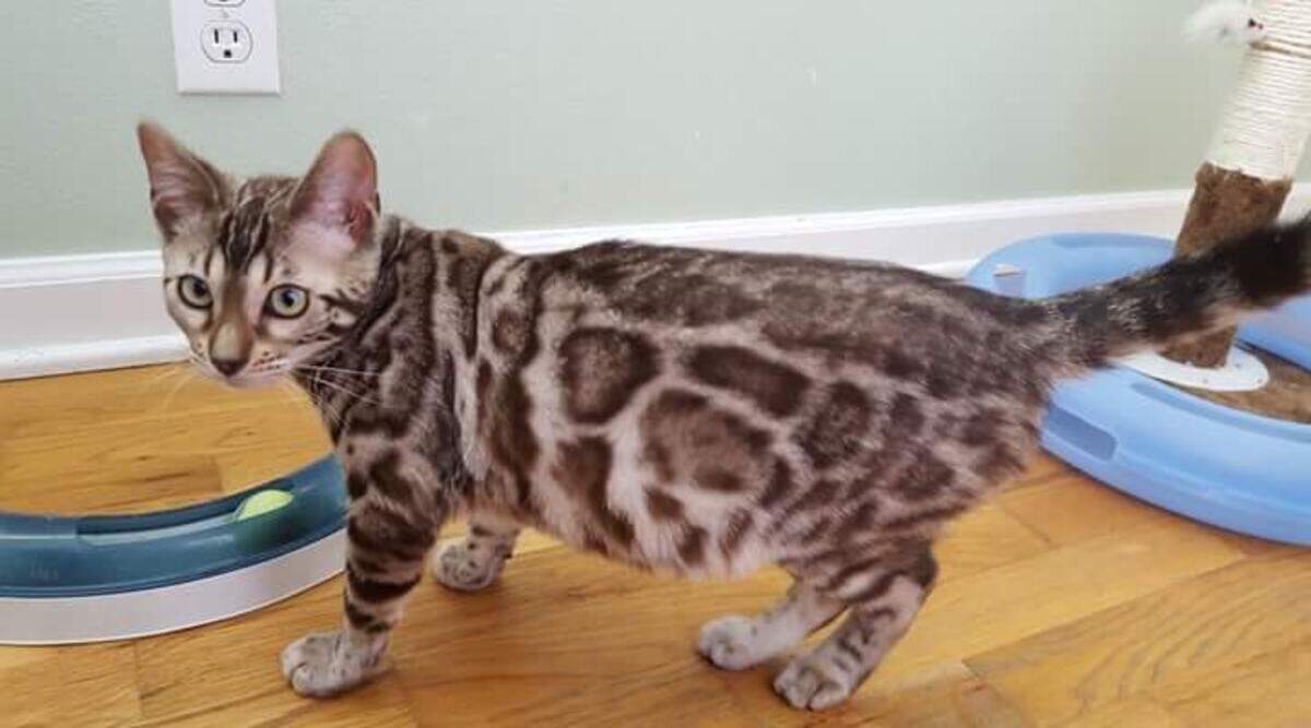 A sepia-toned female Bengal cat, between eight and nine months old, was stolen from Columbia River Bengals in Pasco.