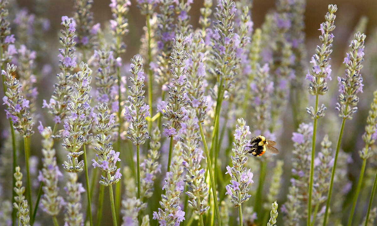 A bumblebee visits a lavender bush.