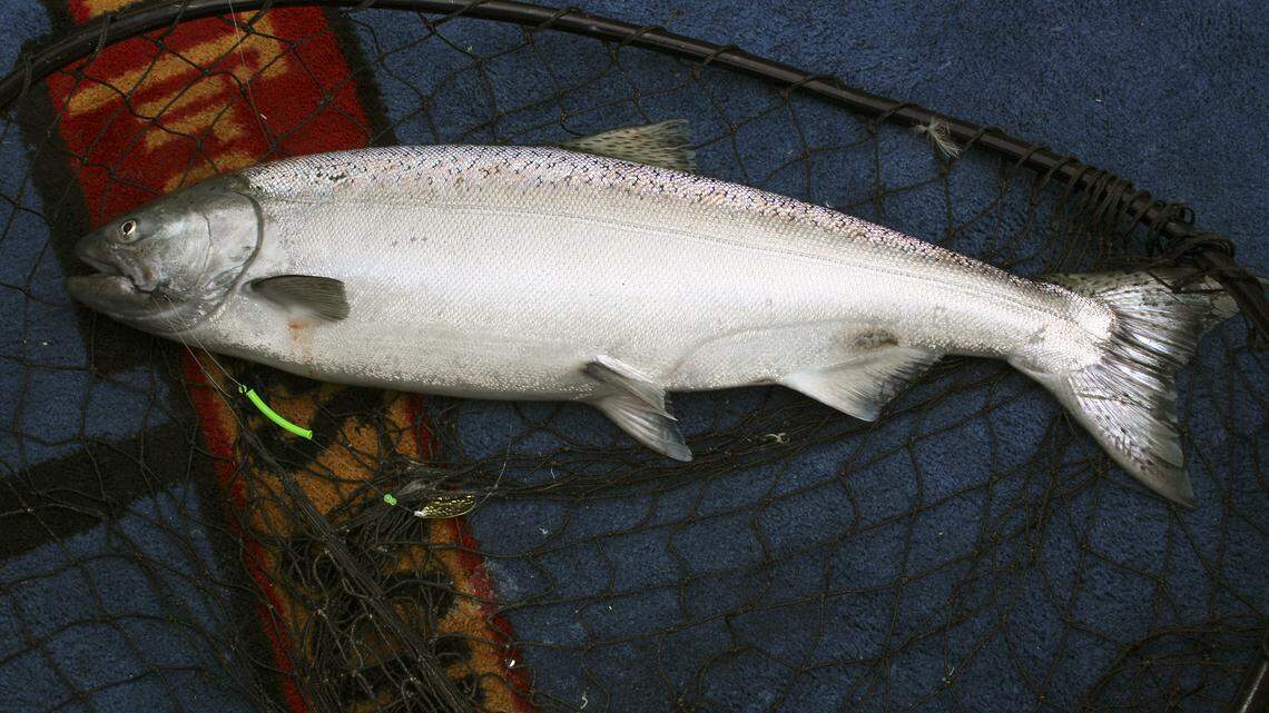 The limit for hatchery adult spring chinook on parts of the Snake River has been increased.