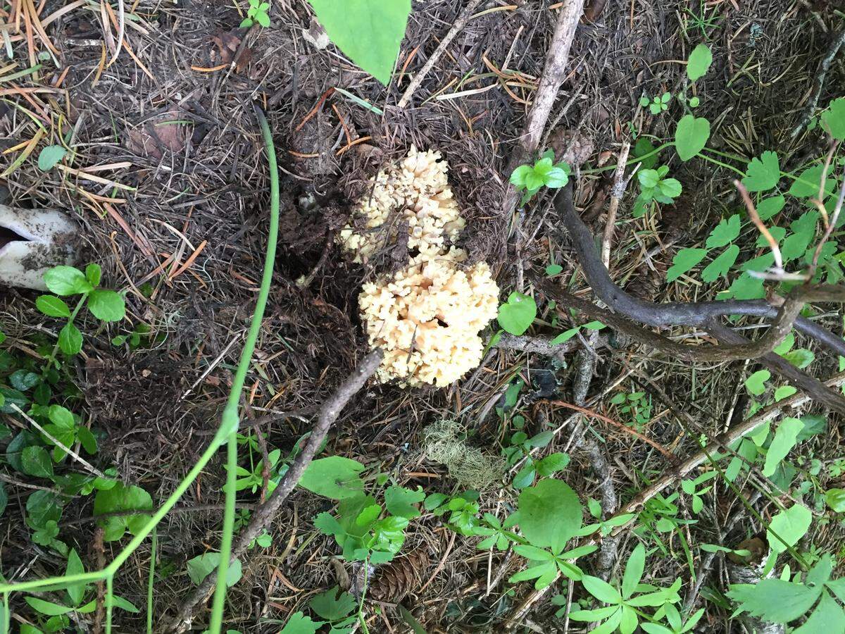 Coral mushrooms appear as a cluster of light colored noodles when they emerge from the forest floor.