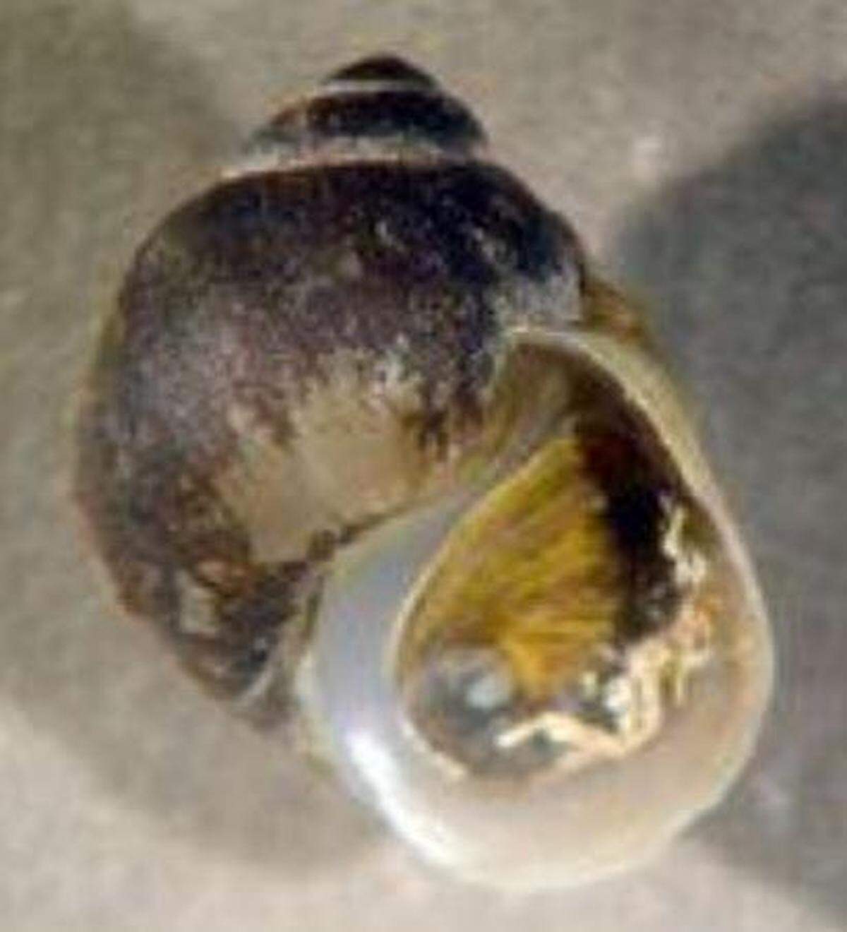 The ashy pebblesnail was once in the lower Snake River, and some small populations remain in the Hanford Reach.
