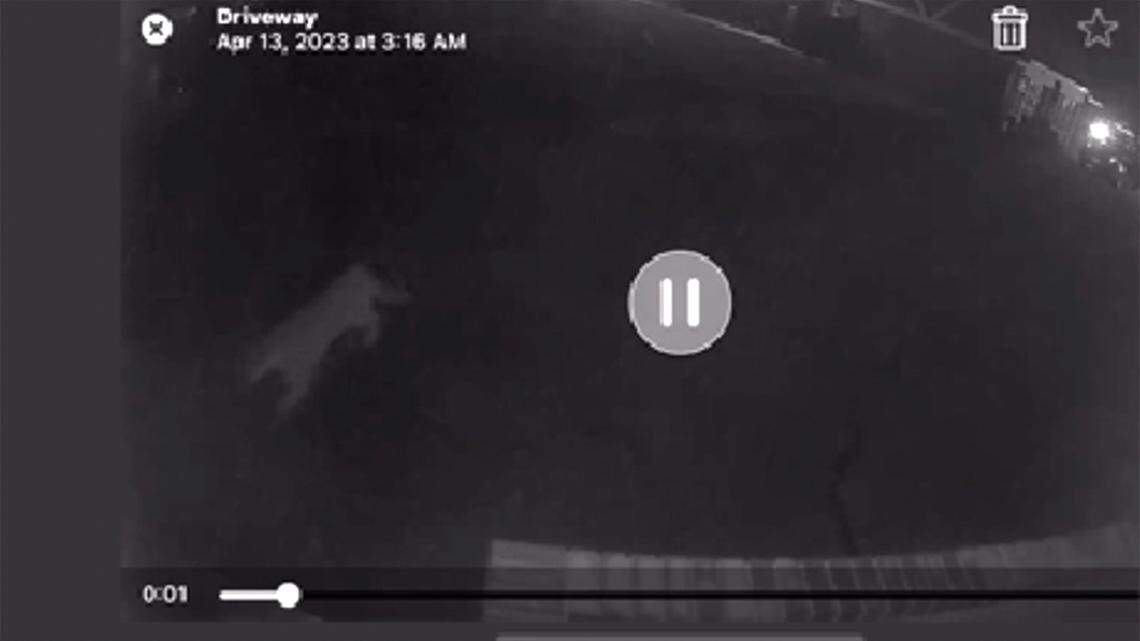 Another cougar spotted. This one was on a Kennewick hilltop