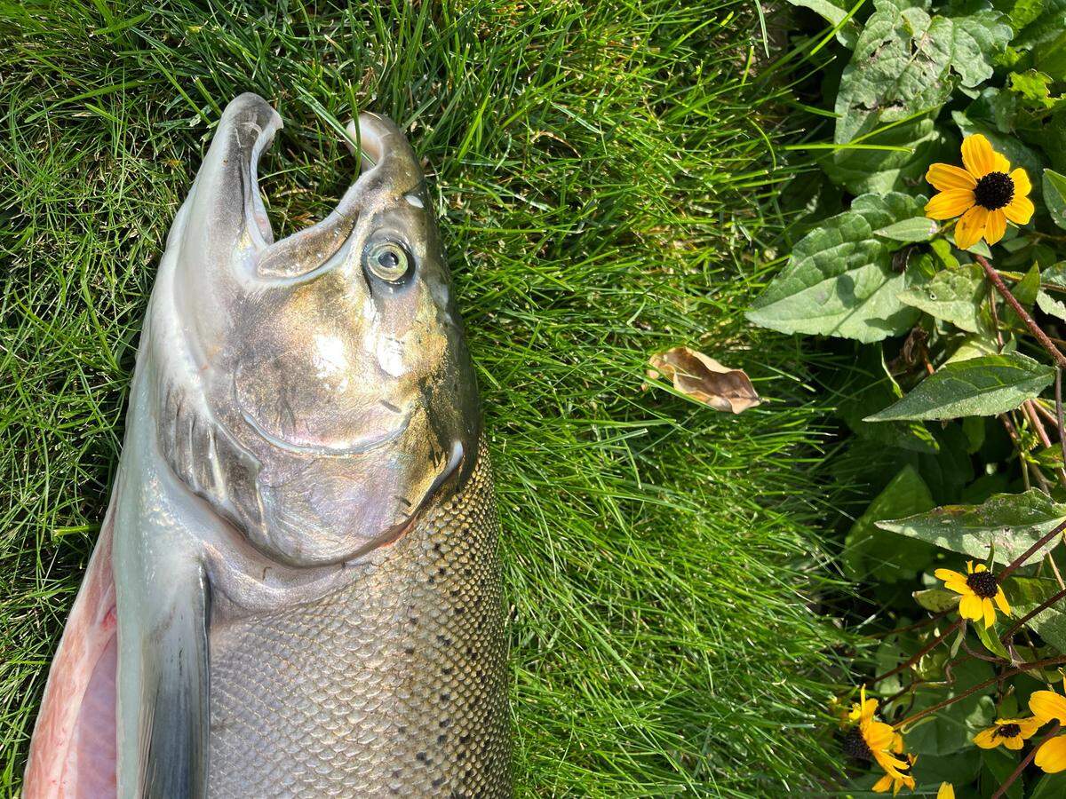 Coho salmon have a white gumline and develop a distinct hooked nose as spawning time nears.