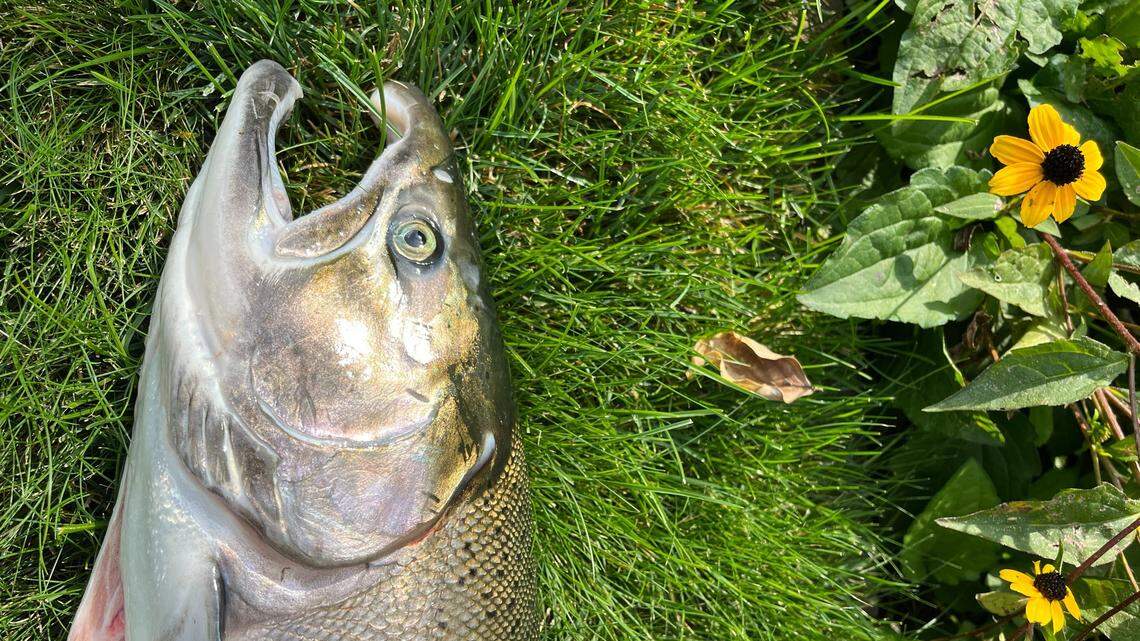 Chasing the elusive Coho. Winter fishing on the Columbia River