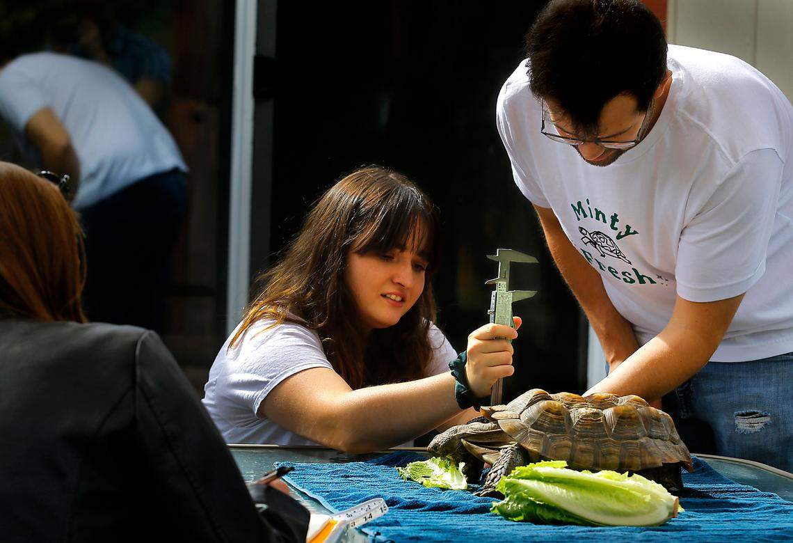 WSU engineering students Sprout Stokes, left, and Andrew Zapata work together using digital calipers to get accurate shell measurements of Minty the gopher tortoise as fellow student Emma Waldroup records the them in a notebook for later reference while designing and building a mobility device for the tortoise.