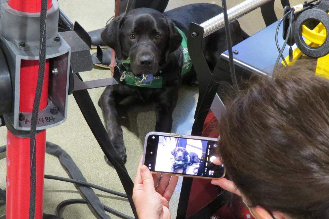 Chili, a guide dog in training, starts the final portion of his training this weekend. Kennewick High student Carson Williams spent the past year and a half raising him.