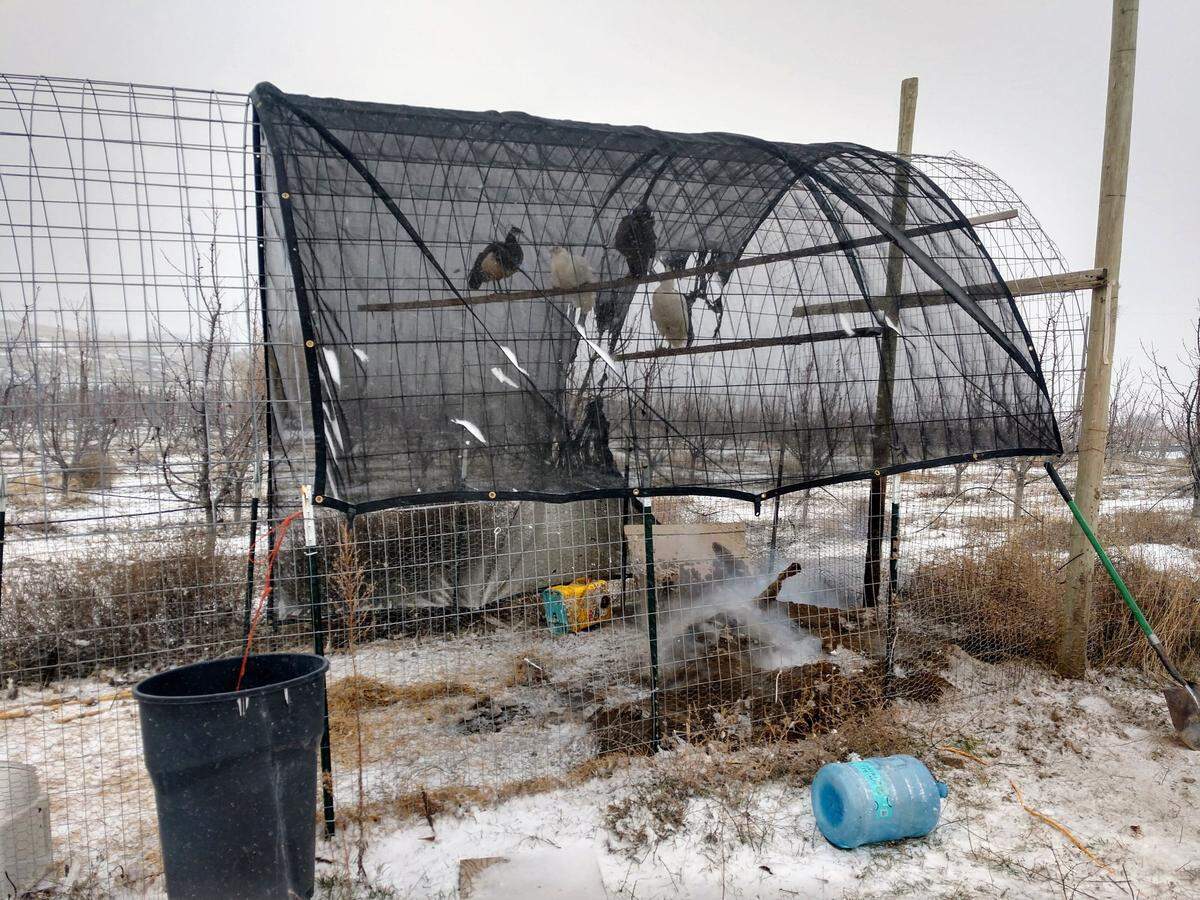 Four peacocks stayed in their enclosure even as firefighters put out a fire that started underneath them.