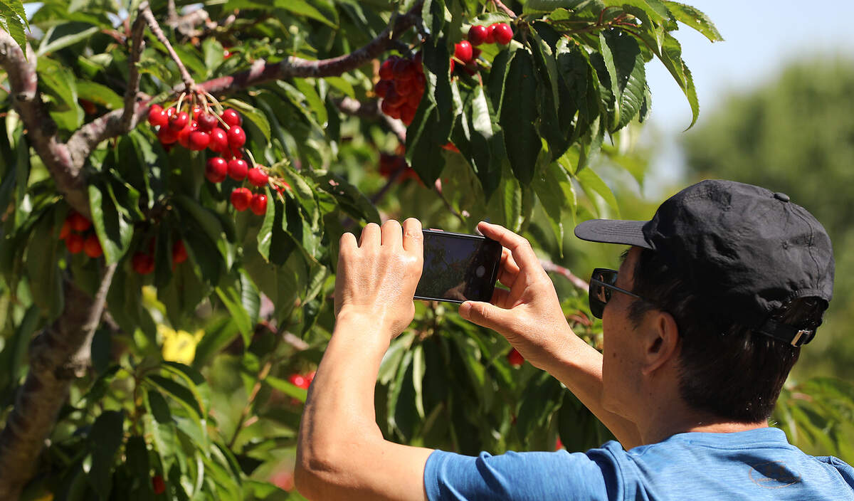 Guangbao Wang, visiting from China,  photographs ripe Rainier cherries at the u-pick Ray French Orchard in Richland.