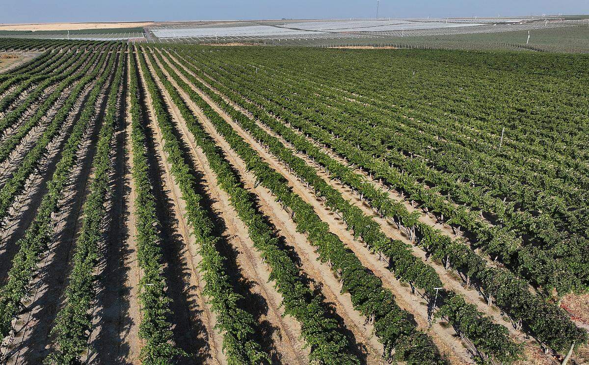 Washington winemakers have been scaling back grape production as excess supply, declining demand and fierce competition have cut into profits.