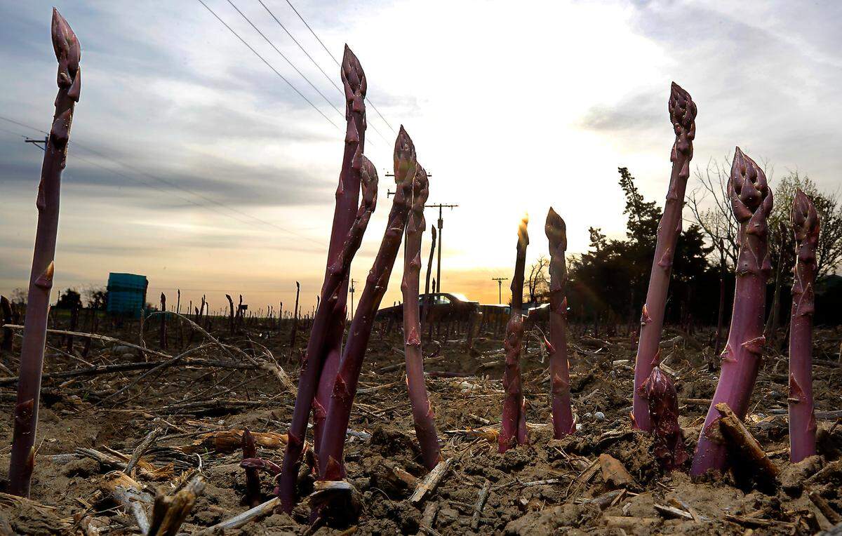 Rows of asparagus are ready for harvesting as the sun rises at Schreiber Farms.